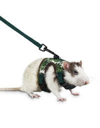 Harnesses & Carriers