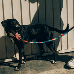Load image into Gallery viewer, Zee.Dog Ella Leash