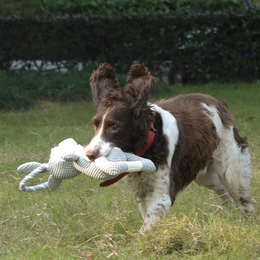 Load image into Gallery viewer, M-PETS Chewtopia Rabbit Dog Toy
