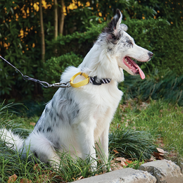 Load image into Gallery viewer, M-PETS Wild Safari Collar
