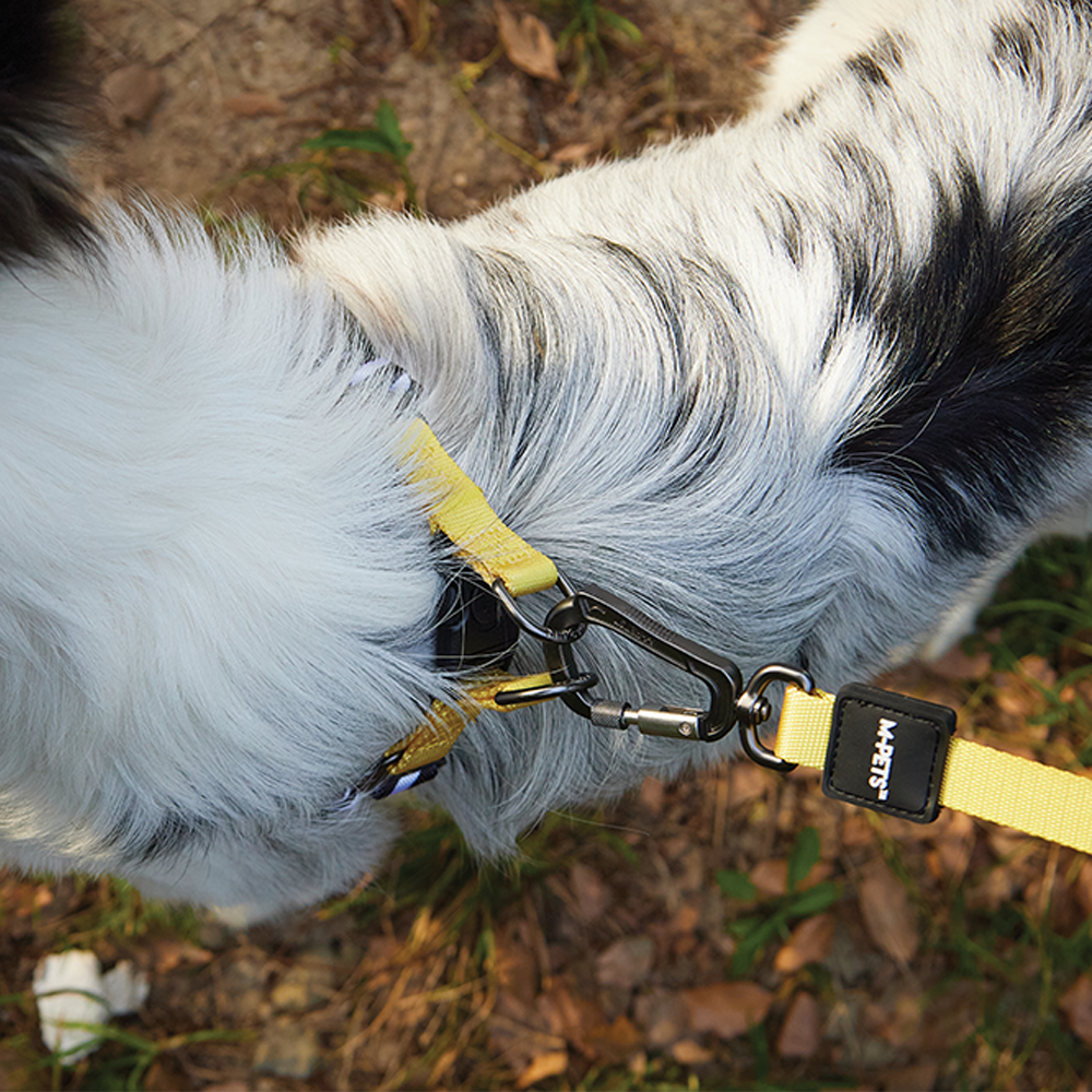 Wild dog leash on sale