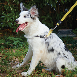 Load image into Gallery viewer, M-PETS Wild Safari Harness
