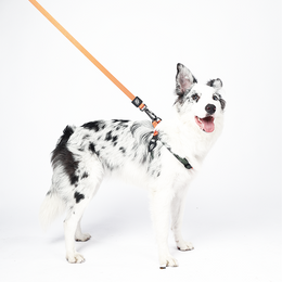 Load image into Gallery viewer, M-PETS Wild Jungle Leash Regular
