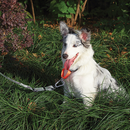 Load image into Gallery viewer, M-PETS Wild Jungle Leash Travel
