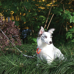 Load image into Gallery viewer, M-PETS Wild Jungle Leash Travel
