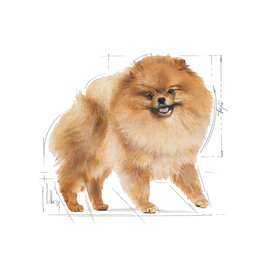 Load image into Gallery viewer, Royal Canin Pomeranian Adult Dry Dog Food
