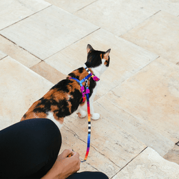 Load image into Gallery viewer, Zee.Cat Prisma Harness &amp; Leash Set
