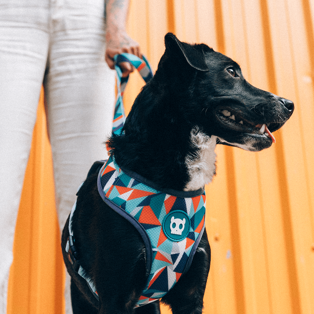 Zee online dog harness