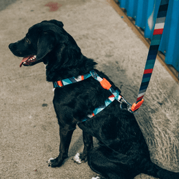 Load image into Gallery viewer, Zee.Dog Ella H-Harness
