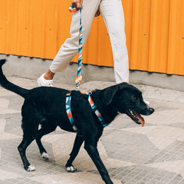 Zee online dog leash