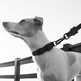 Load image into Gallery viewer, Zee.Dog Gotham Collar
