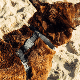 Load image into Gallery viewer, Zee.Dog Neopro Black H-Harness
