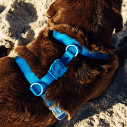 Load image into Gallery viewer, Zee.Dog Neopro Blue H-Harness
