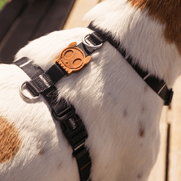 Load image into Gallery viewer, Zee.Dog Patagonia H-Harness
