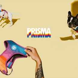 Load image into Gallery viewer, Zee.Dog Prisma Adjustable Air Mesh Harness
