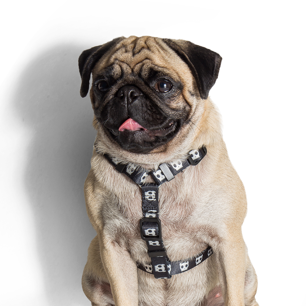 Zee.Dog Skull 2.0 H Harness