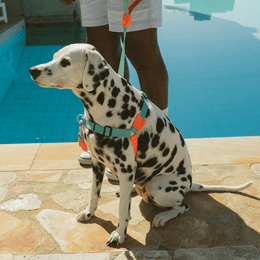 Load image into Gallery viewer, Zee.Dog Twist Soft-Walk Harness
