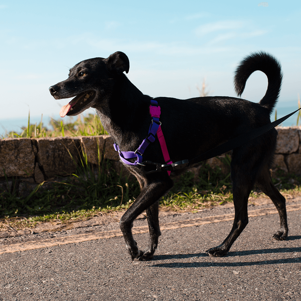 Zee.Dog Vega Soft Walk Harness